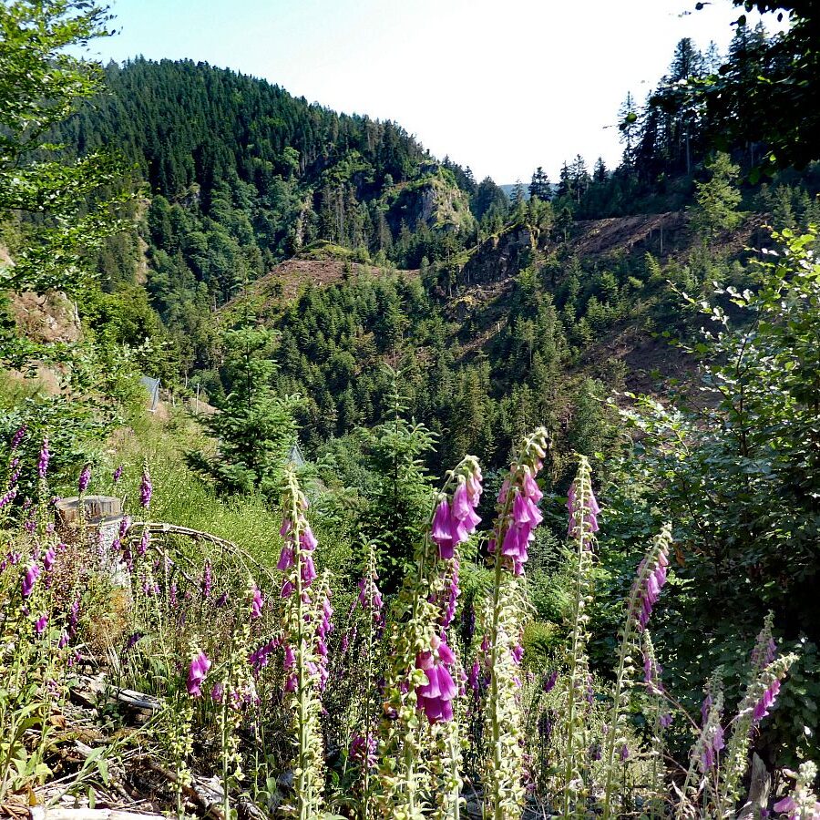 Roter Fingerhut blueht im Bernecktal 4
