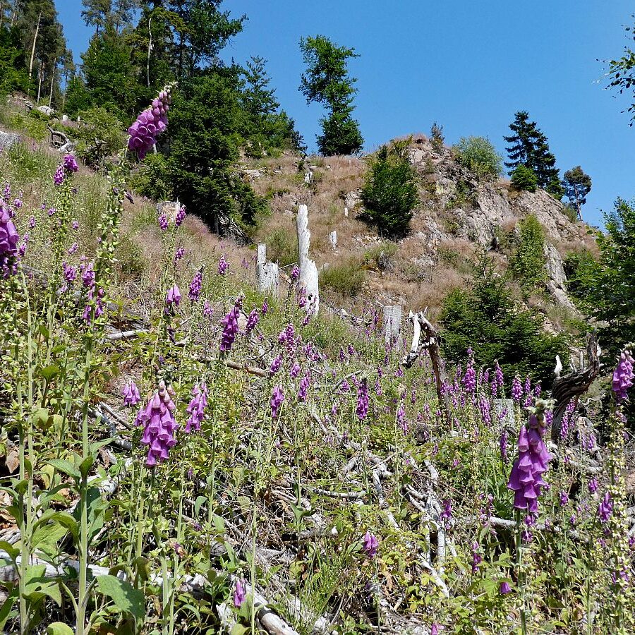 Roter Fingerhut blueht im Bernecktal 5