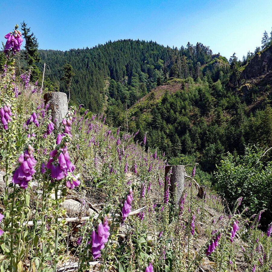 Roter Fingerhut blueht im Bernecktal 6
