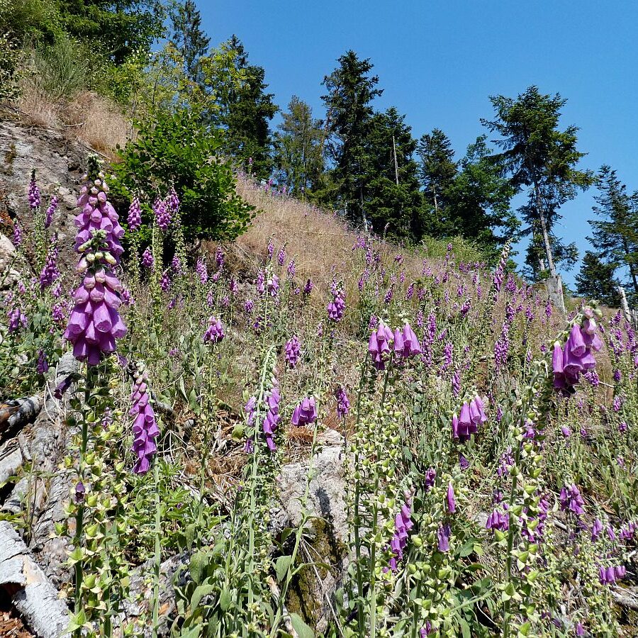 Roter Fingerhut blueht im Bernecktal 7