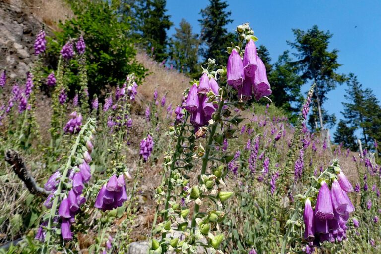 Roter Fingerhut blueht im Bernecktal 8