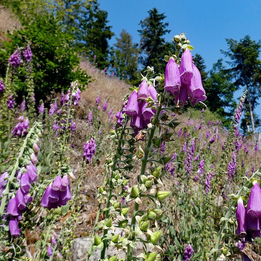 Roter Fingerhut blueht im Bernecktal 8