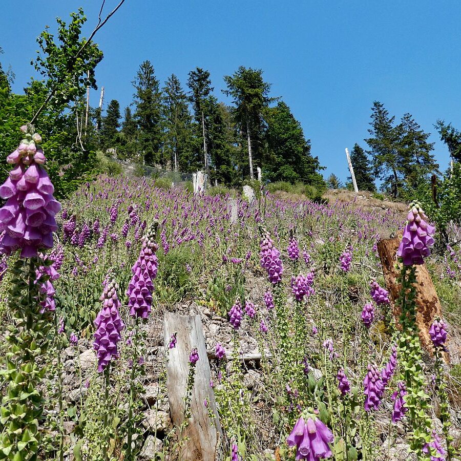 Roter Fingerhut blueht im Bernecktal 9