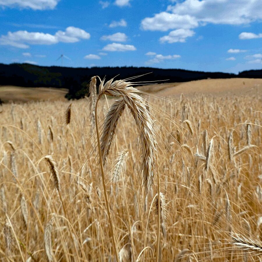 Getreide und Kartoffeln am Sommerberg in Tennenbronn 01
