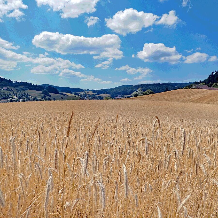 Getreide und Kartoffeln am Sommerberg in Tennenbronn 02
