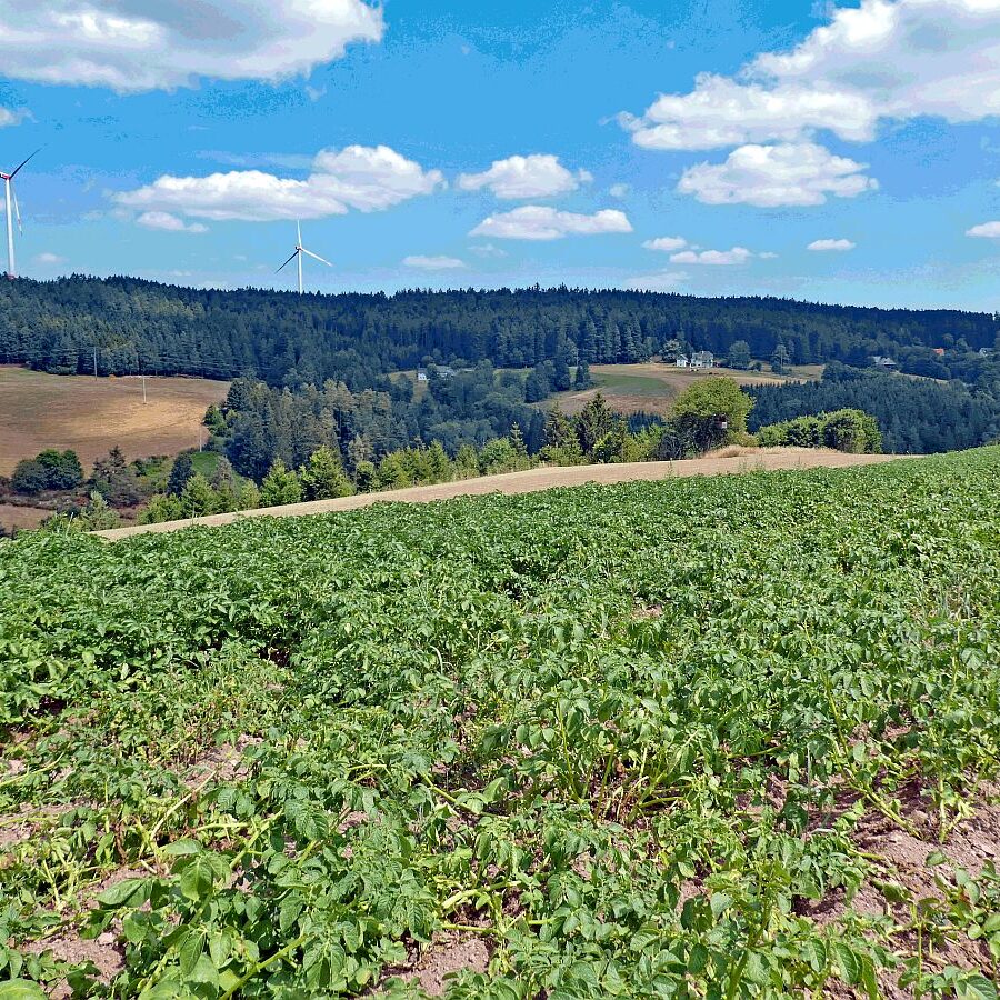 Getreide und Kartoffeln am Sommerberg in Tennenbronn 03