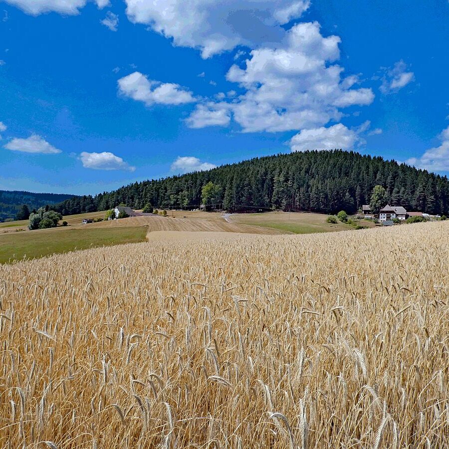 Getreide und Kartoffeln am Sommerberg in Tennenbronn 04