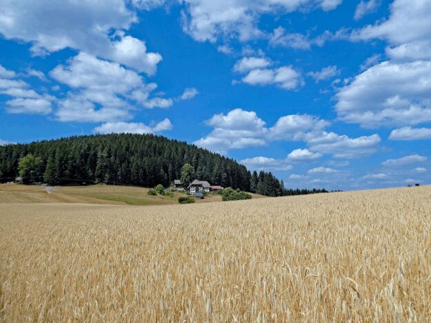 Getreide und Kartoffeln am Sommerberg in Tennenbronn 05 Getreide und Kartoffeln am Sommerberg in Tennenbronn 05