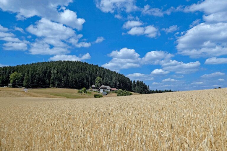 Getreide und Kartoffeln am Sommerberg in Tennenbronn 05