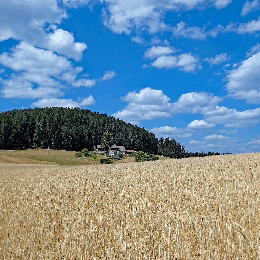 Getreide und Kartoffeln am Sommerberg in Tennenbronn 05