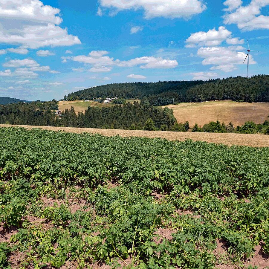 Getreide und Kartoffeln am Sommerberg in Tennenbronn 06