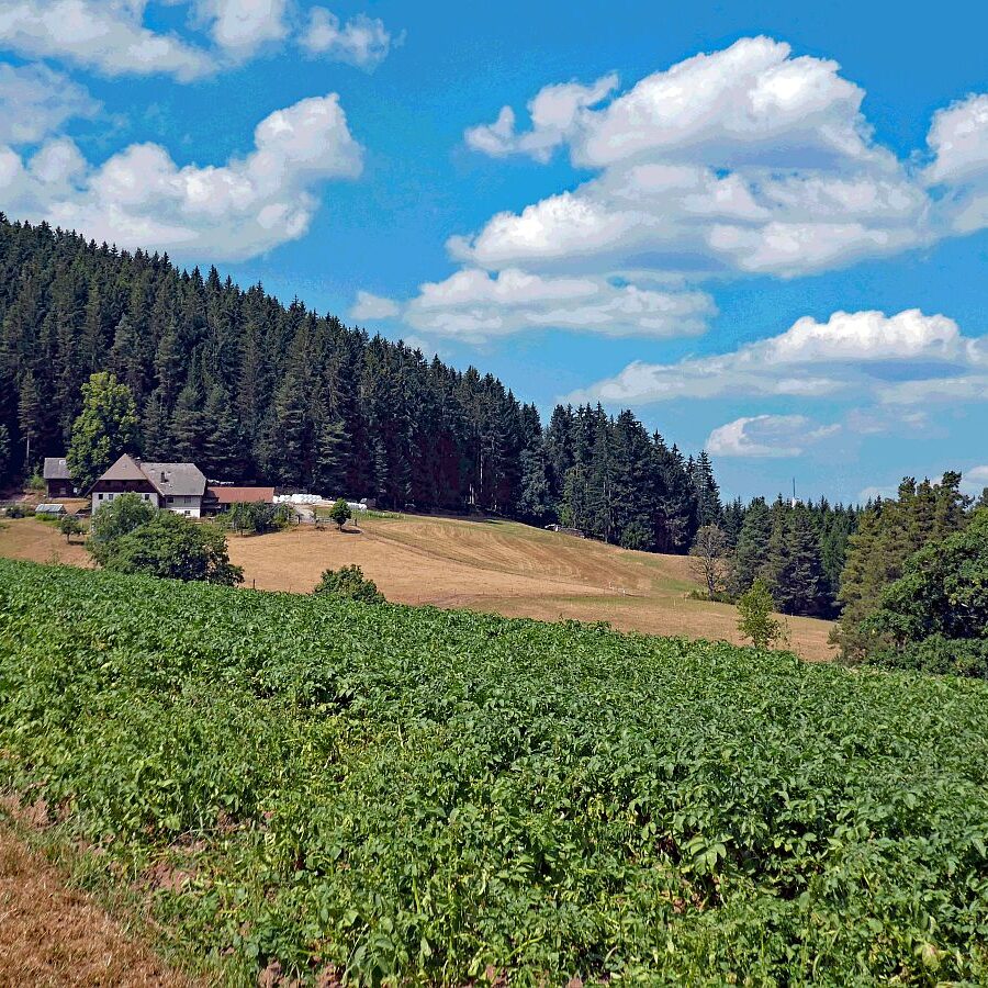 Getreide und Kartoffeln am Sommerberg in Tennenbronn 07
