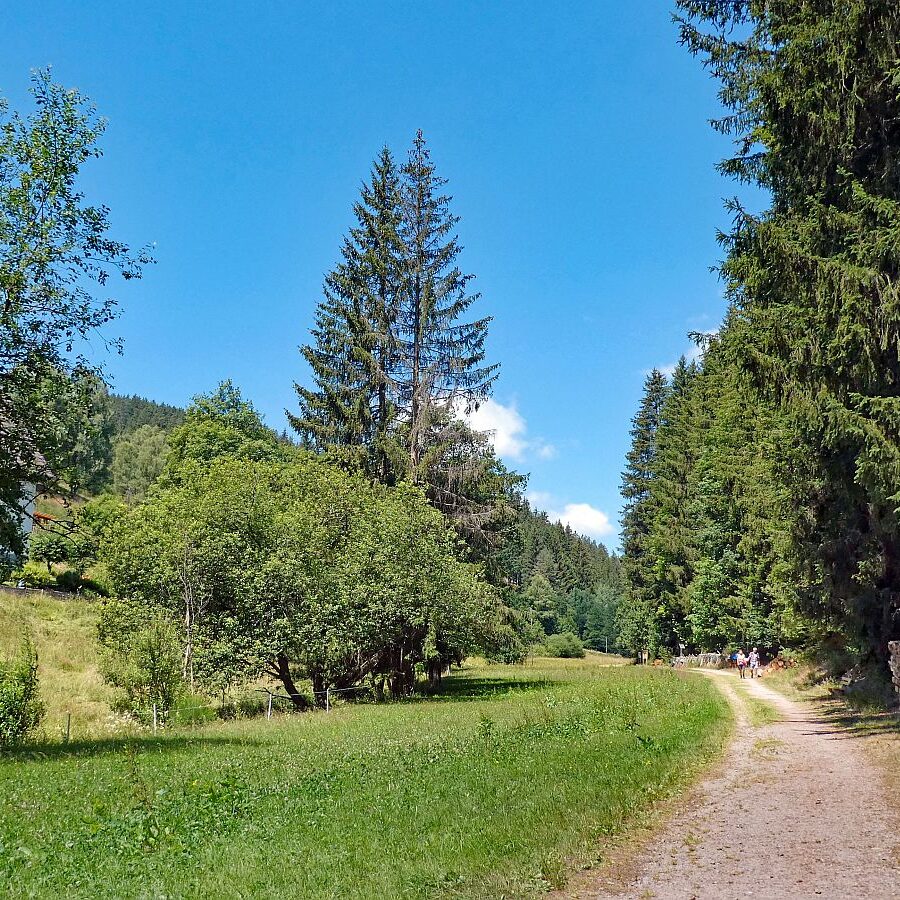 Schmetterlingspfad Tennenbronn 01