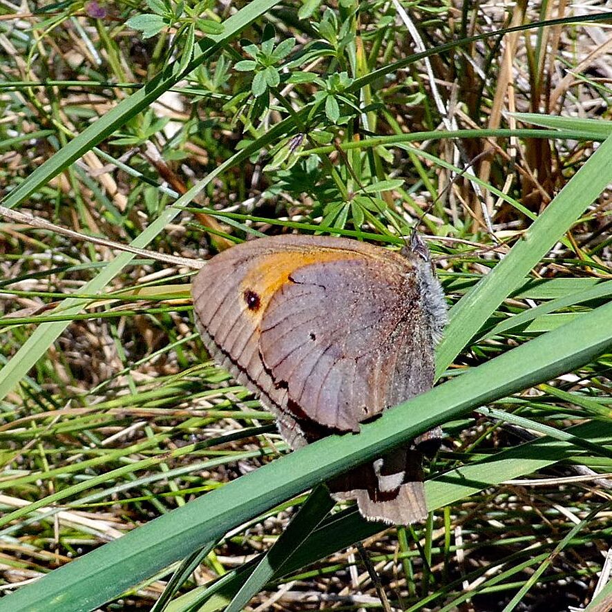 Schmetterlingspfad Tennenbronn 04