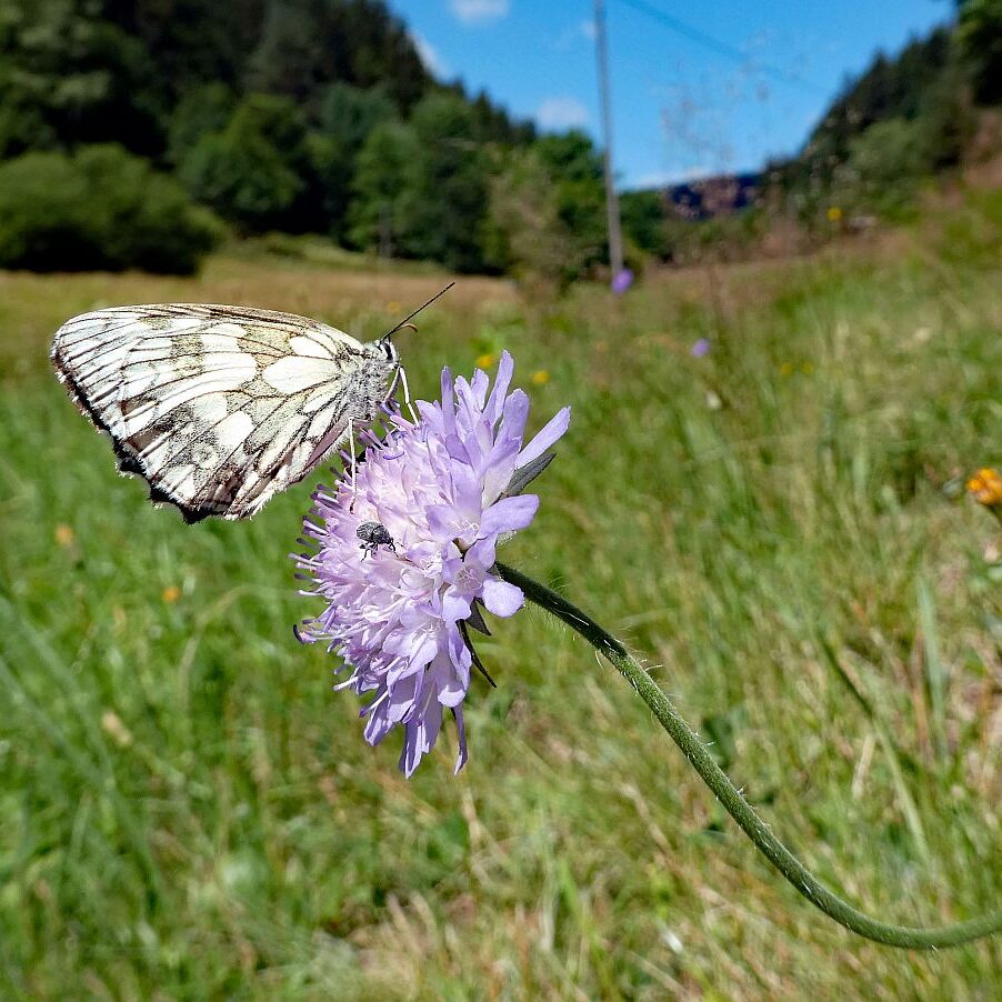 Schmetterlingspfad Tennenbronn 05