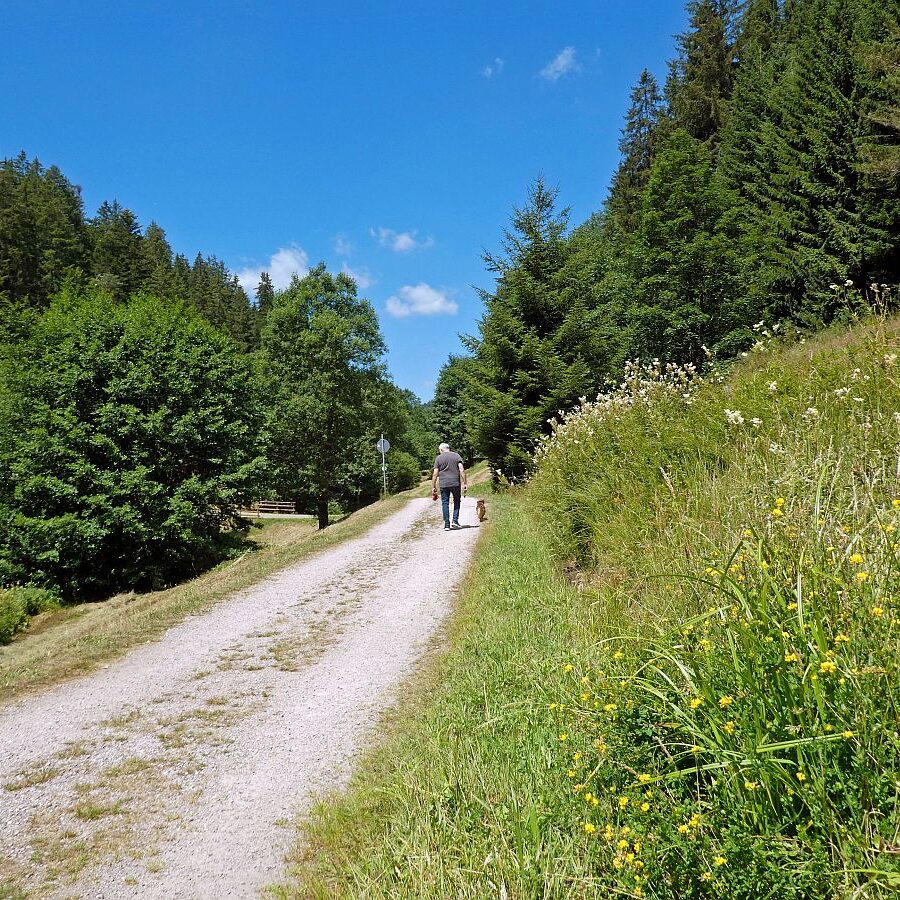 Schmetterlingspfad Tennenbronn 07