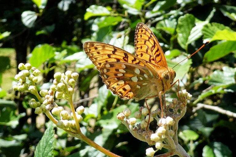 Schmetterlingspfad Tennenbronn 08