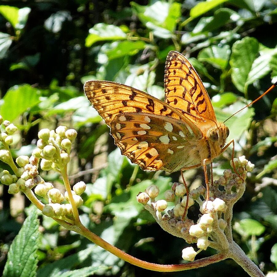 Schmetterlingspfad Tennenbronn 08