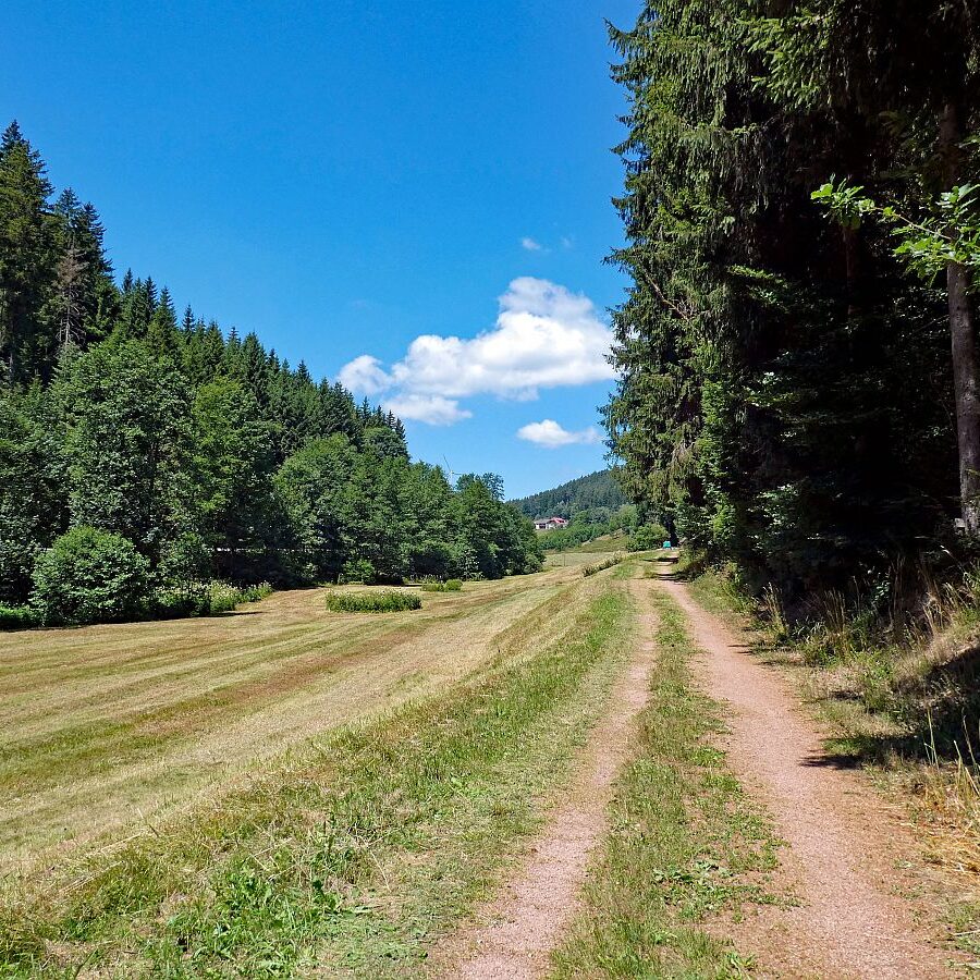 Schmetterlingspfad Tennenbronn 09