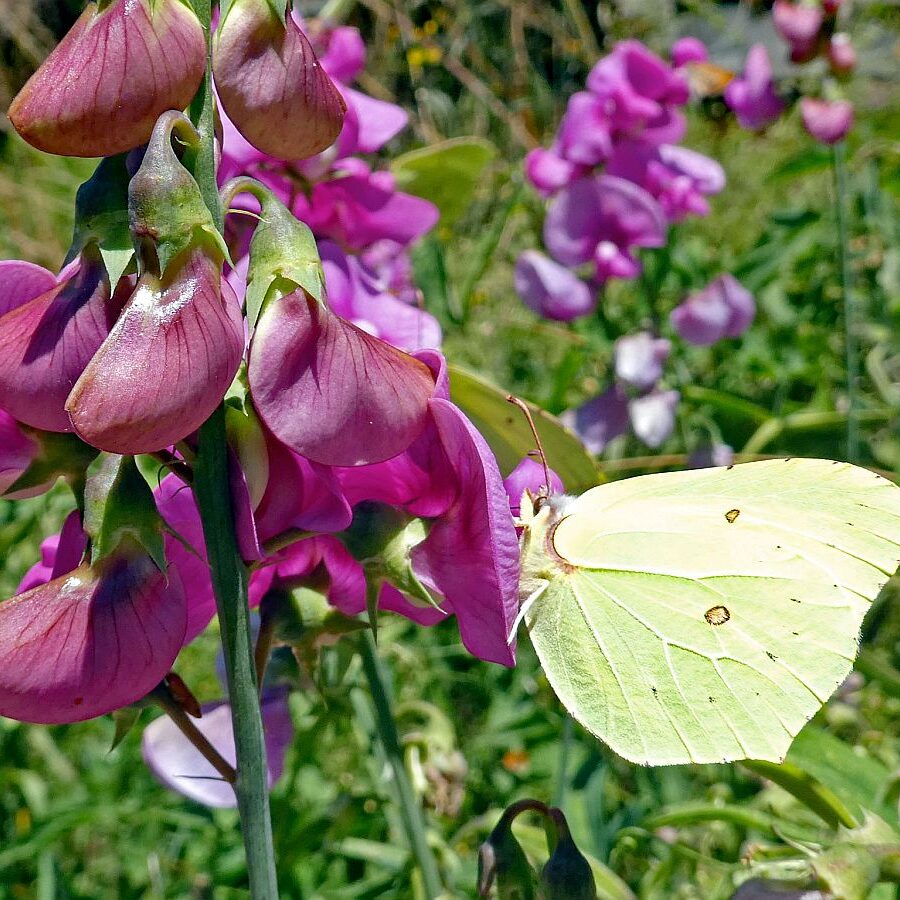 Schmetterlingspfad Tennenbronn 12