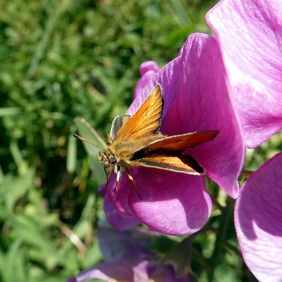 Schmetterlingspfad Tennenbronn 13