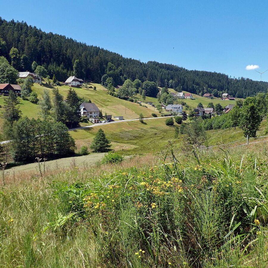 Schmetterlingspfad Tennenbronn 15