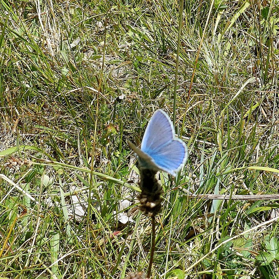 Schmetterlingspfad Tennenbronn 16