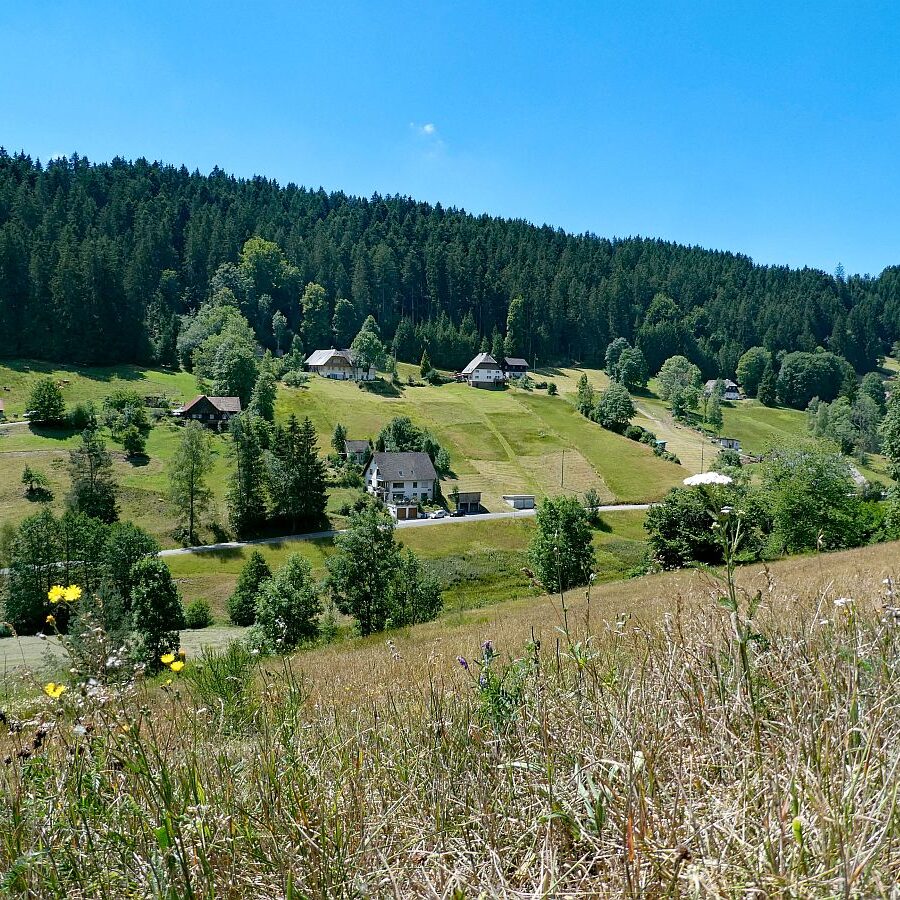 Schmetterlingspfad Tennenbronn 17