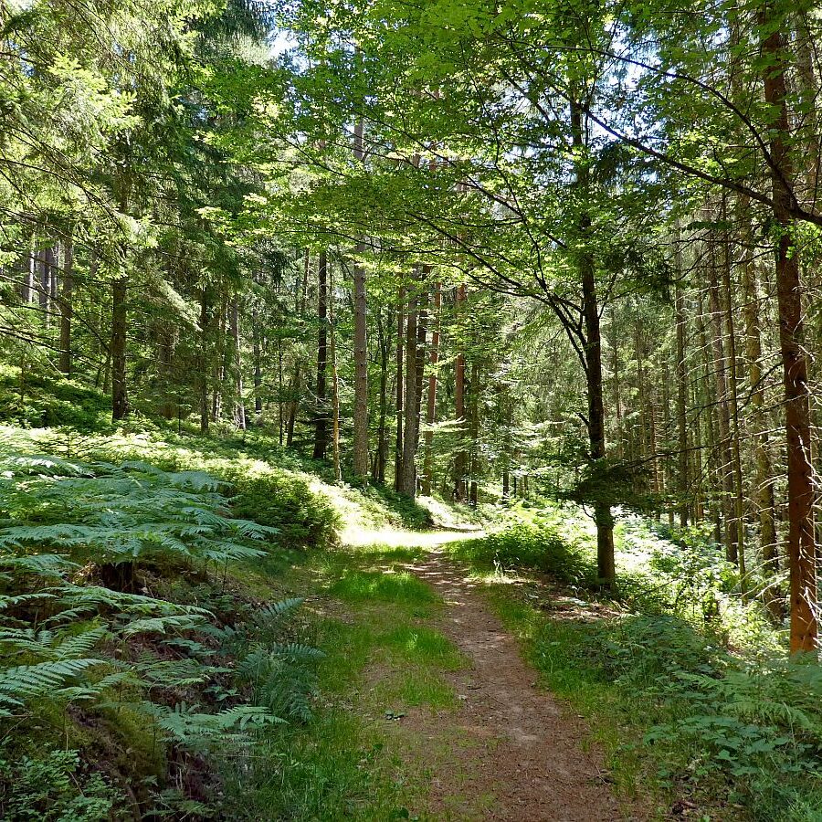 Schmetterlingspfad Tennenbronn 24