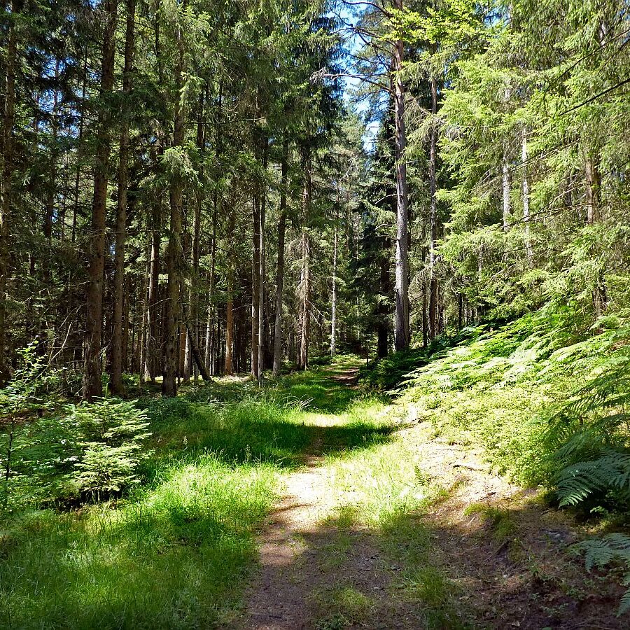 Schmetterlingspfad Tennenbronn 25