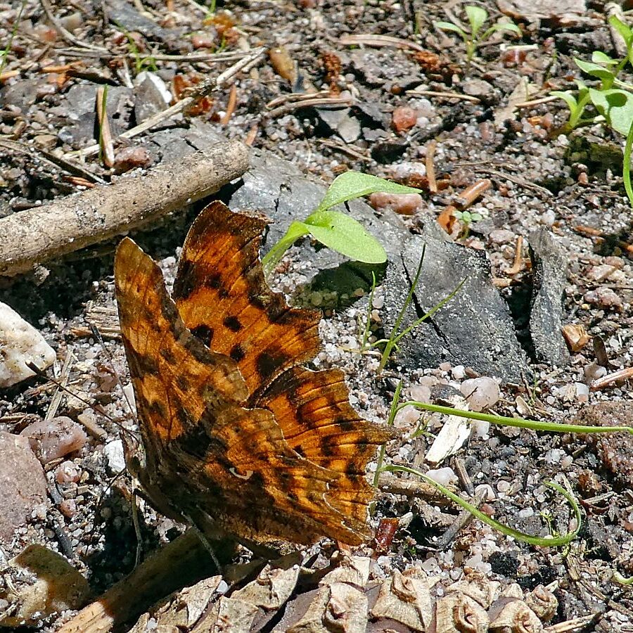 Schmetterlingspfad Tennenbronn 26
