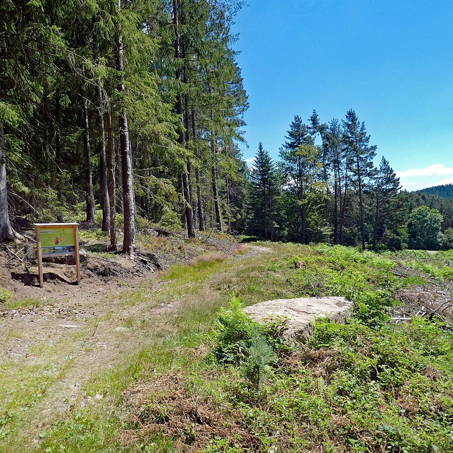 Schmetterlingspfad Tennenbronn 27