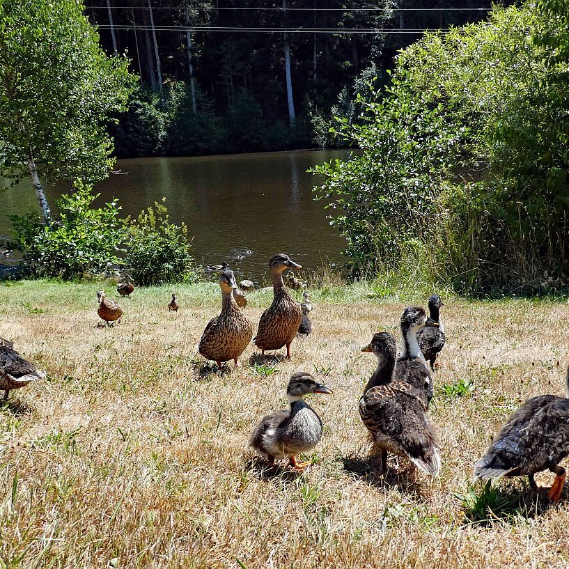 Vom See an der Schiltach entlang bis zum Gasthaus Bach Tennenbronn 02