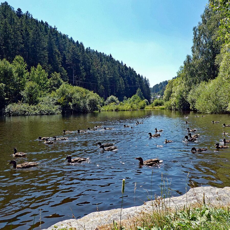 Vom See an der Schiltach entlang bis zum Gasthaus Bach Tennenbronn 03