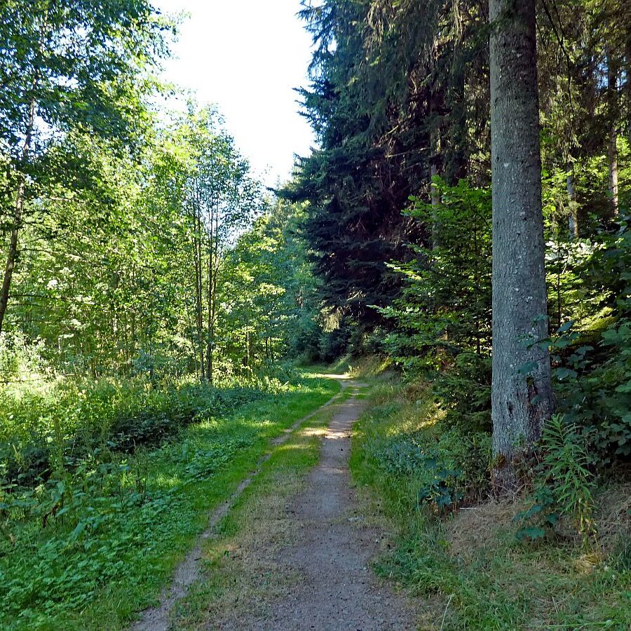 Vom See an der Schiltach entlang bis zum Gasthaus Bach Tennenbronn 05