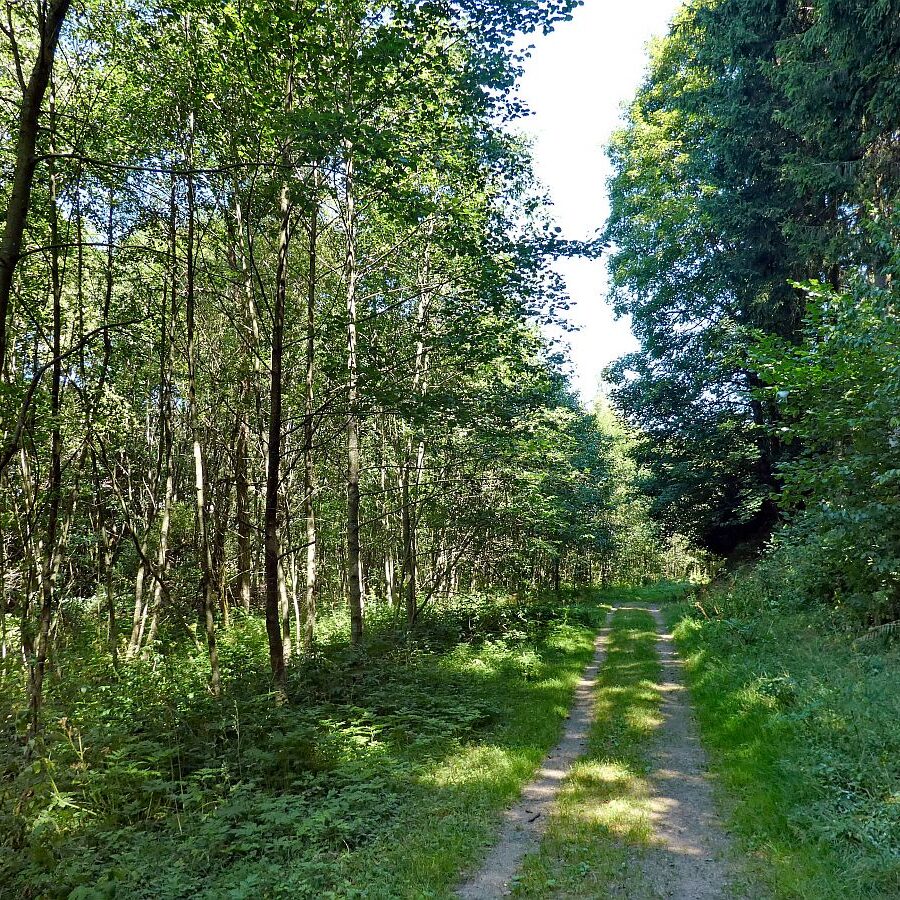 Vom See an der Schiltach entlang bis zum Gasthaus Bach Tennenbronn 06