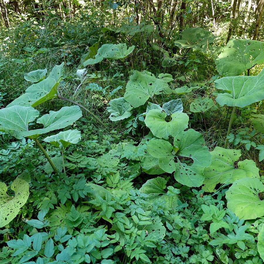 Vom See an der Schiltach entlang bis zum Gasthaus Bach Tennenbronn 07