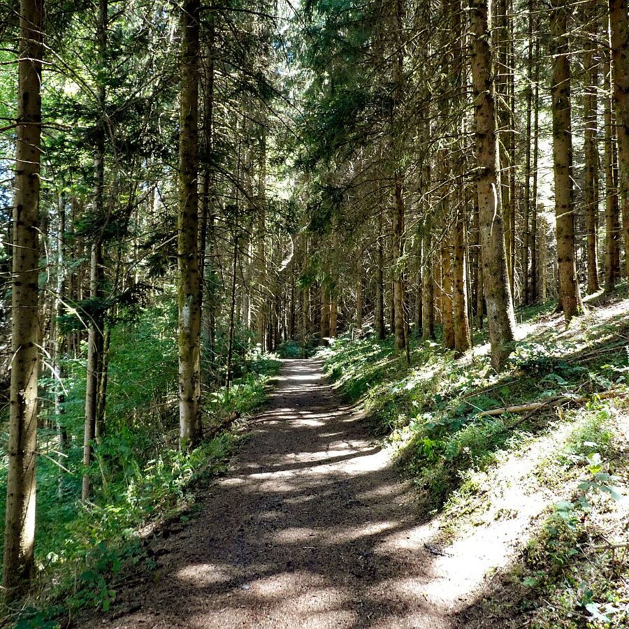 Vom See an der Schiltach entlang bis zum Gasthaus Bach Tennenbronn 12