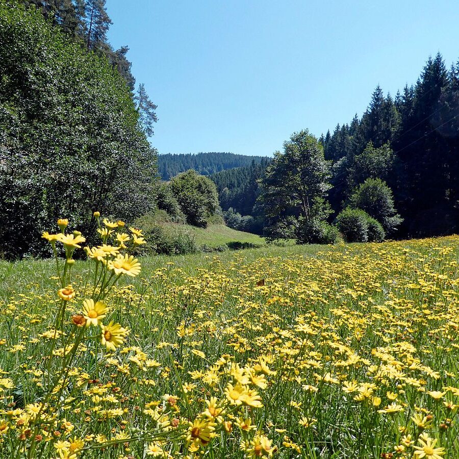 Vom See an der Schiltach entlang bis zum Gasthaus Bach Tennenbronn 14