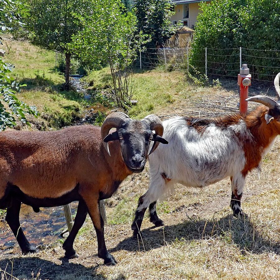 Vom See an der Schiltach entlang bis zum Gasthaus Bach Tennenbronn 15