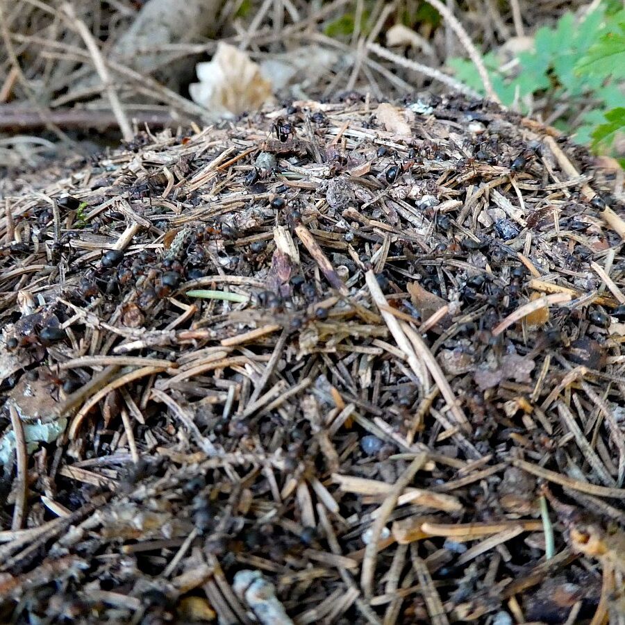 Vom See an der Schiltach entlang bis zum Gasthaus Bach Tennenbronn 21