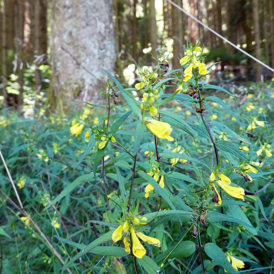 Vom See an der Schiltach entlang bis zum Gasthaus Bach Tennenbronn 23