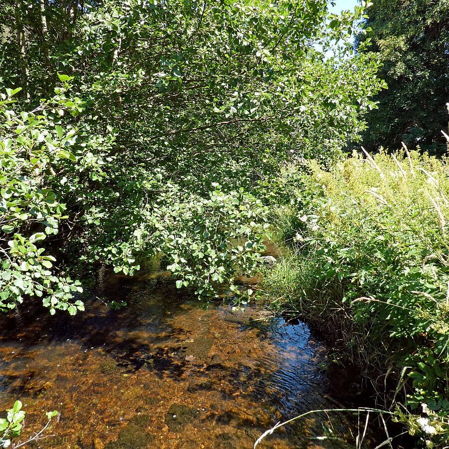 Vom See an der Schiltach entlang bis zum Gasthaus Bach Tennenbronn 24