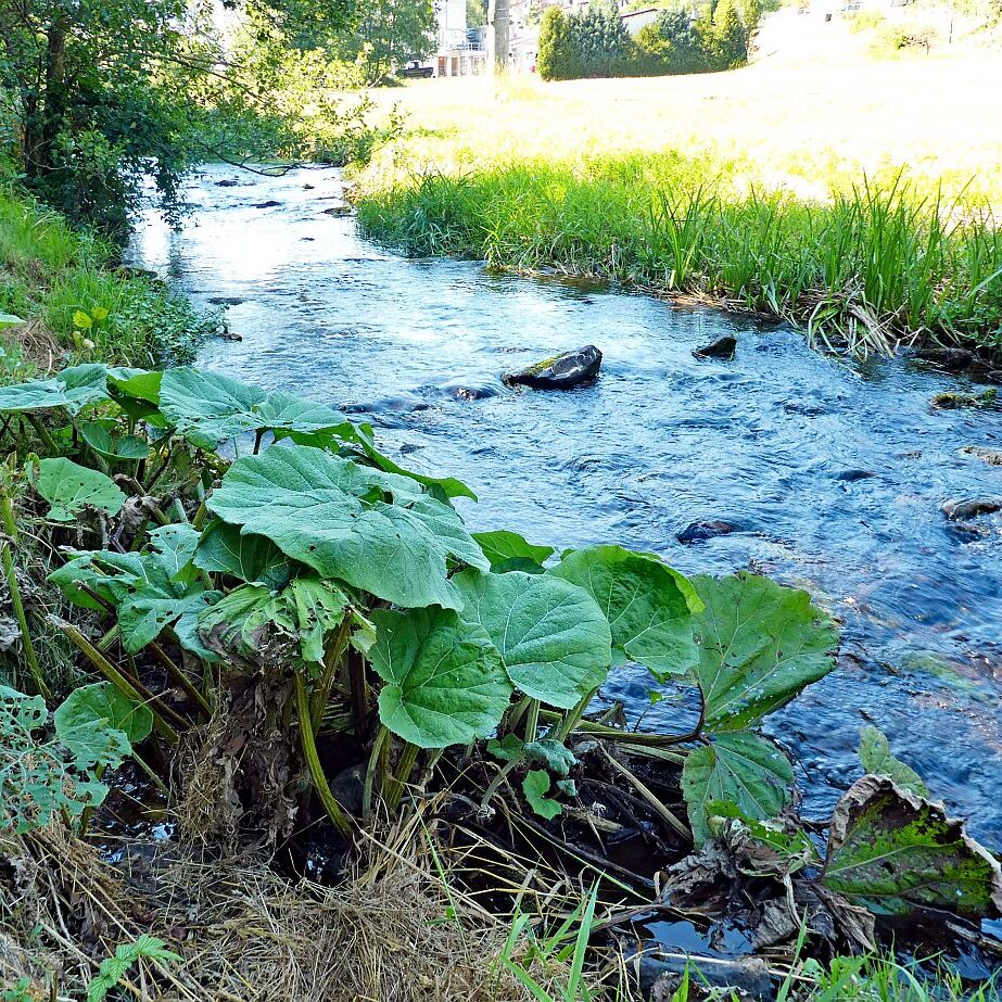 Vom See an der Schiltach entlang bis zum Gasthaus Bach Tennenbronn 25