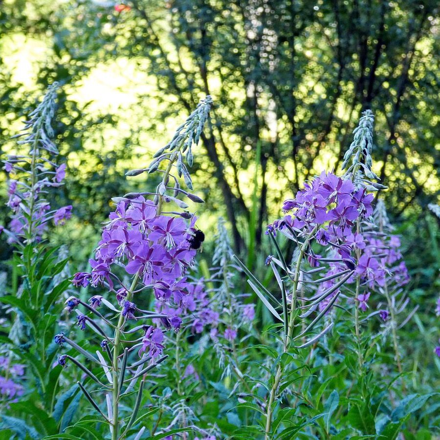 Vom See an der Schiltach entlang bis zum Gasthaus Bach Tennenbronn 27