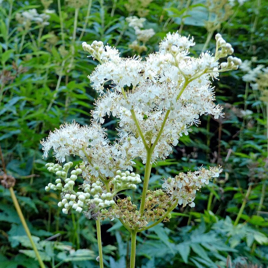 Vom See an der Schiltach entlang bis zum Gasthaus Bach Tennenbronn 28