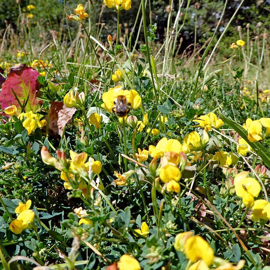 Vom See an der Schiltach entlang bis zum Gasthaus Bach Tennenbronn 29