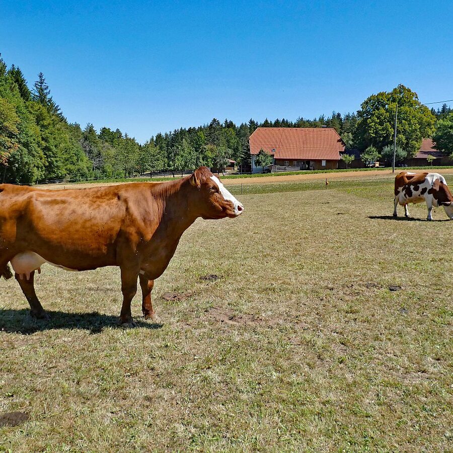 Ecke Trombach Bergkapelle Reute Ramstein 06