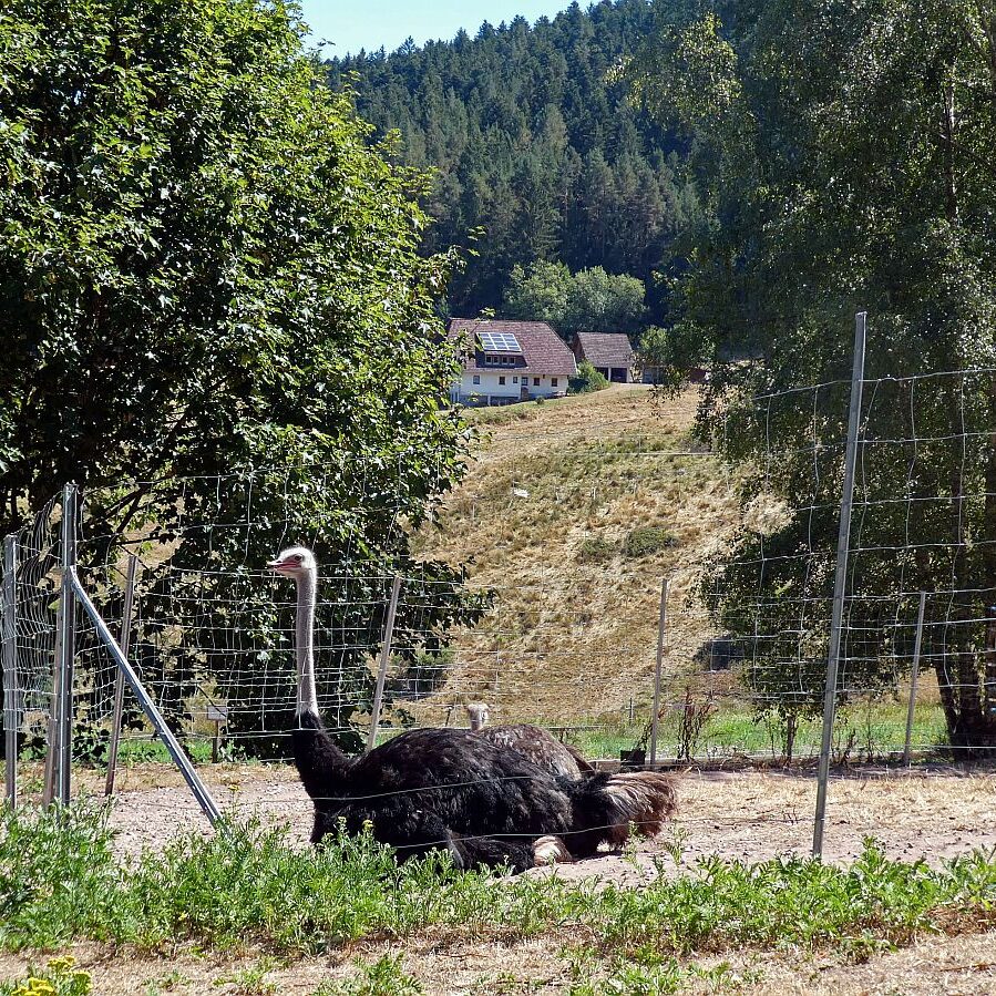 Ecke Trombach Bergkapelle Reute Ramstein 07