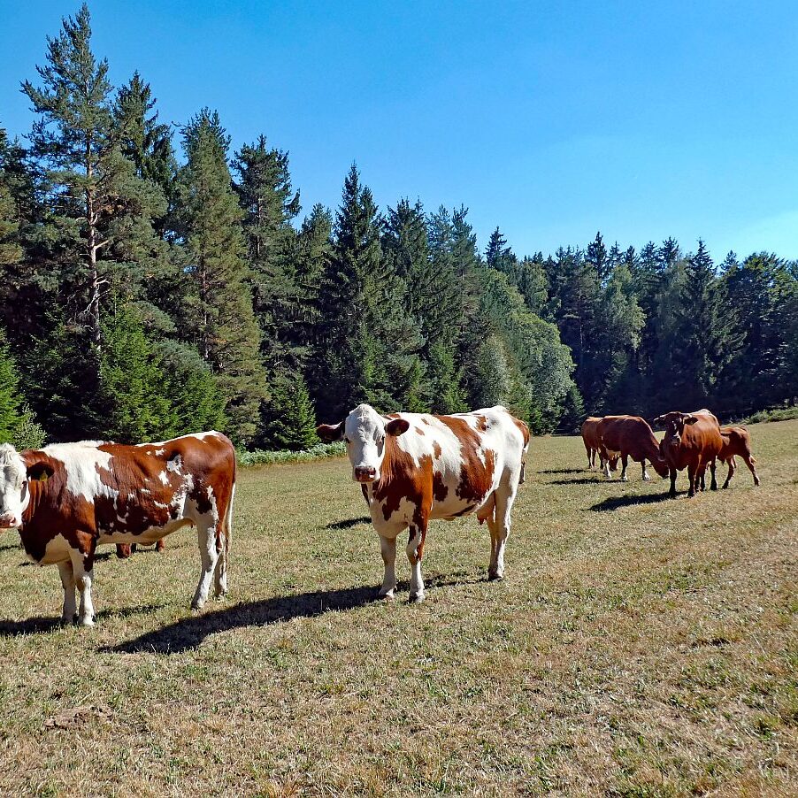 Ecke Trombach Bergkapelle Reute Ramstein 33